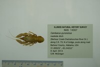 Cambarus pyronotus image